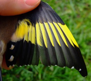 Ringed Goldfinch wing 21.10.12