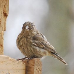 δωρεάν γυναικείος οργασμός φωτογραφίες