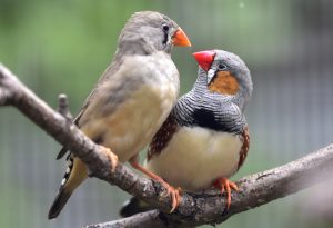 zebra_finches2