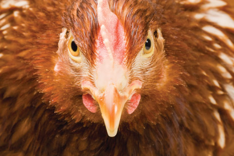 Η κότα έκανε το αυγό η το αυγό την κότα! Έρευνα χρονολογεί το πτηνό στο 7.500 π.Χ. – Ποιοι ήταν οι πρόγονοί του?