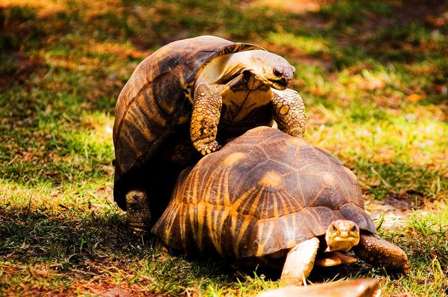 Πόσο καλά ξέρουμε τις … Χελώνες?