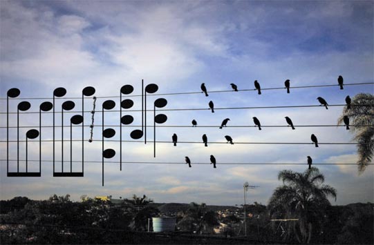 Τα πουλιά συνθέτουν μουσική με τον τρόπο τους!