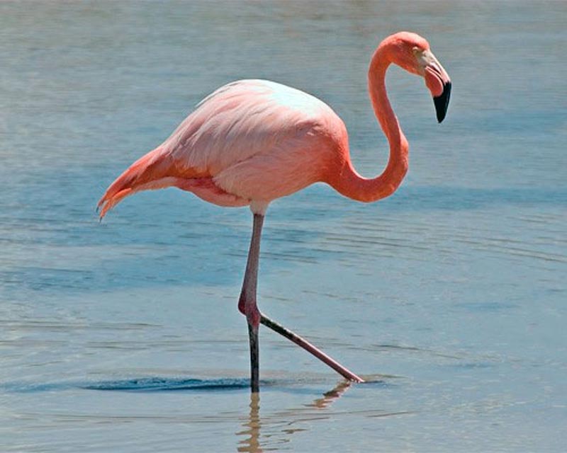 Φλαμίνγκο, σκληροτράχηλα ροζ πτηνά!!!