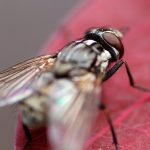 Φάρμα για μύγες κερδίζει βραβείο καινοτομίας του ΟΗΕ!