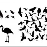 Αναγνώριση – Ταξινόμηση πτηνών.