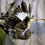 Εκατομμύρια πουλιά από τα ξόβεργα και τα δίχτυα, καταλήγουν στις κυπριακές ταβέρνες…