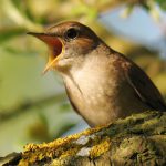 Ένα ενδιαφέρων άρθρο από τους παρατηρητές πουλιών που εξηγούν κάποια πράγματα για το κελάηδημα των πουλιών.