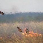 Τα «γεράκια της φωτιάς»: Γιατί τα αρπακτικά πτηνά της Αυστραλίας βάζουν φωτιές στα δάση?