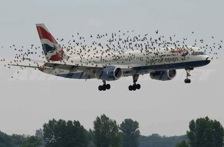 Παραλίγο να πέσει αεροπλάνο από… πουλιά!!! (Φωτό)