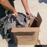 Λαθροθήρας πυροβόλησε εντυπωσιακό πουλί στην Λάρνακα…