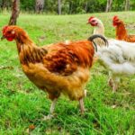 Οδηγίες προς τους κατόχους οικόσιτων πουλερικών για την γρίπη των πτηνών.